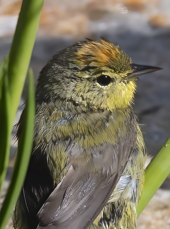 Orange-crowned_Warbler_21_CA_032