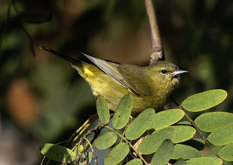 Orange-crowned_Warbler_23_CA_009