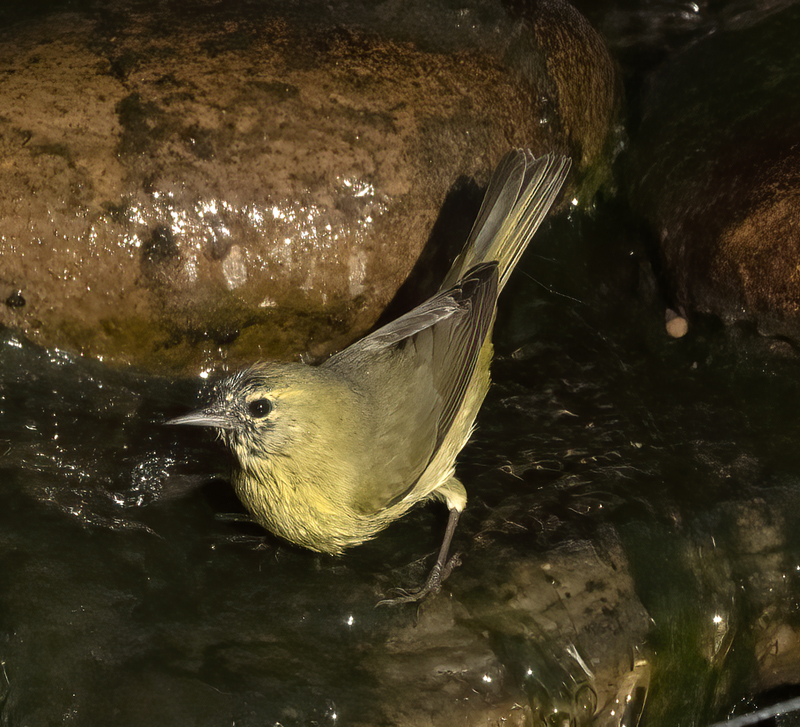 Orange-crowned_Warbler_23_CA_011