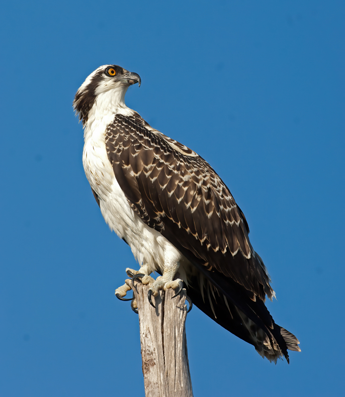 Osprey_08_FL_065