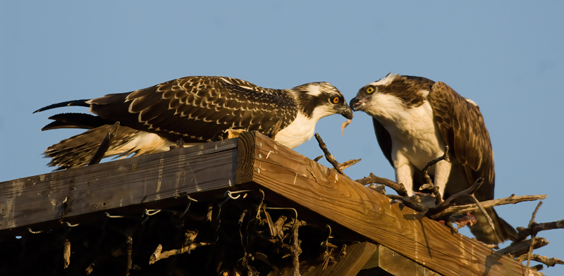 Osprey_09_FL_215