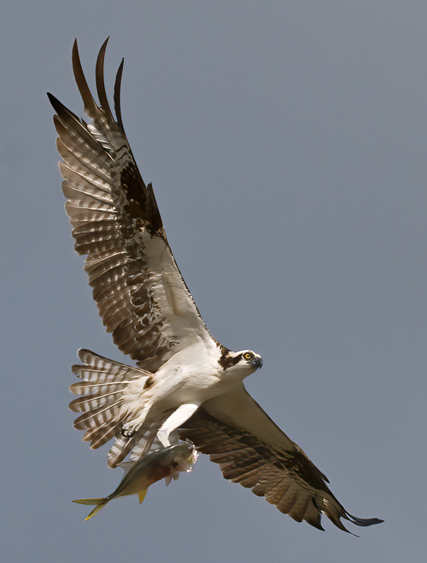 Osprey_09_FL_322