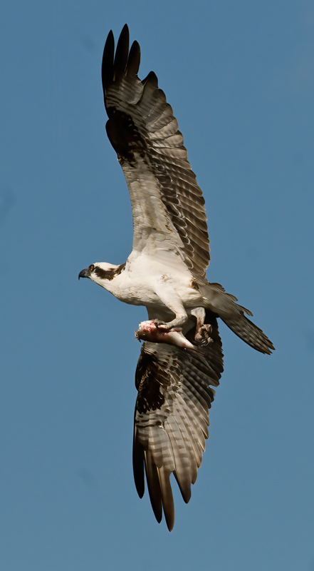 Osprey_09_FL_358