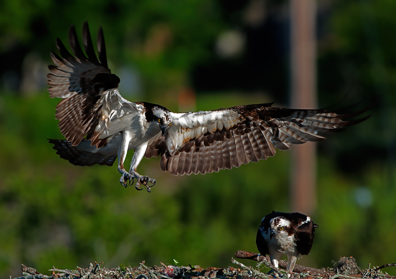 Osprey_11_FL_071