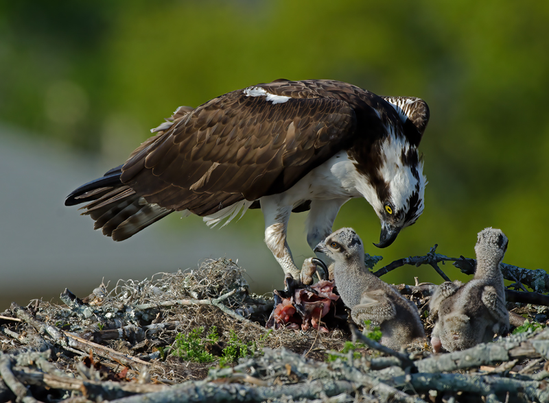 Osprey_11_FL_136