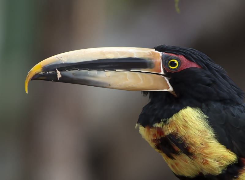 Pale-mandibled_Aracari_18_Ecuador_003