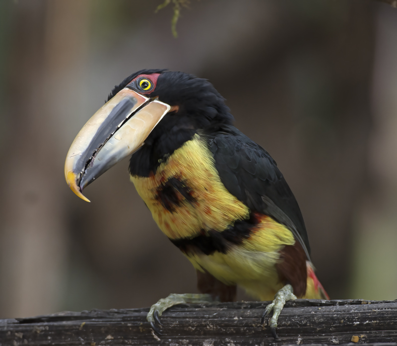 Pale-mandibled_Aracari_18_Ecuador_005