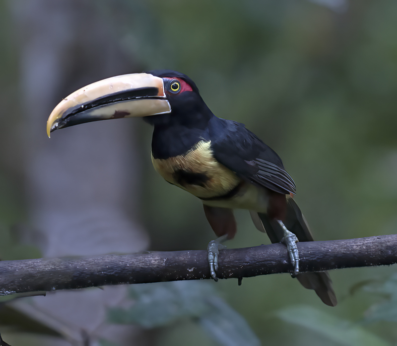 Pale-mandibled_Aracari_18_Ecuador_022