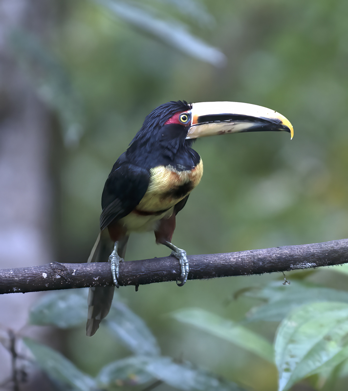 Pale-mandibled_Aracari_18_Ecuador_025
