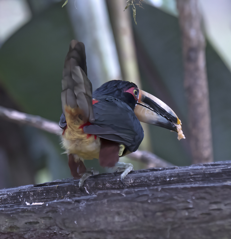 Pale-mandibled_Aracari_18_Ecuador_039
