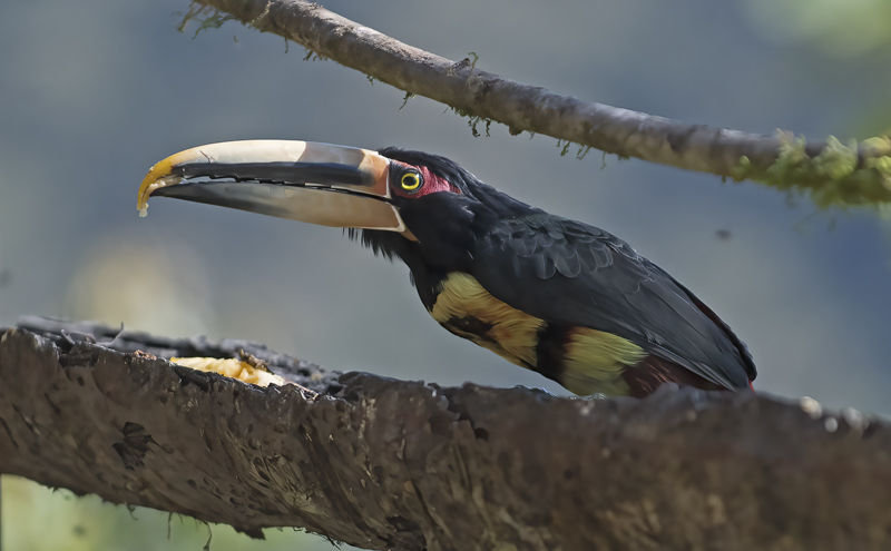 Pale-mandibled_Aracari_18_Ecuador_040
