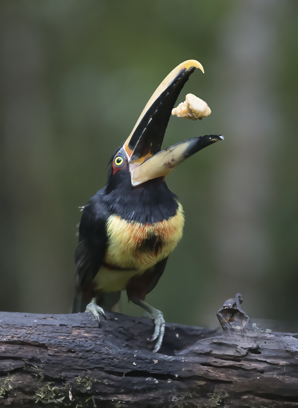 Pale-mandibled_Aracari_18_Ecuador_050
