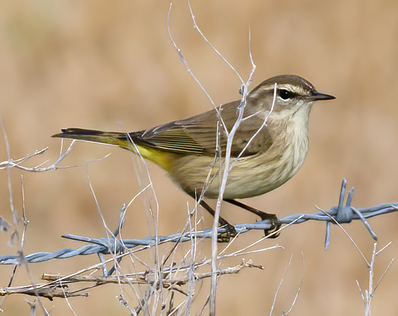 Palm_Warbler_11_FL_005