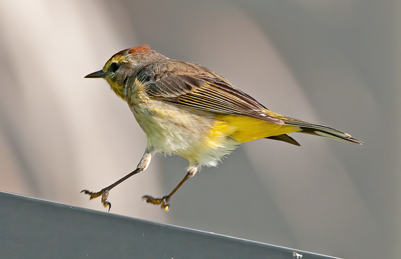 Palm_Warbler_11_FL_060