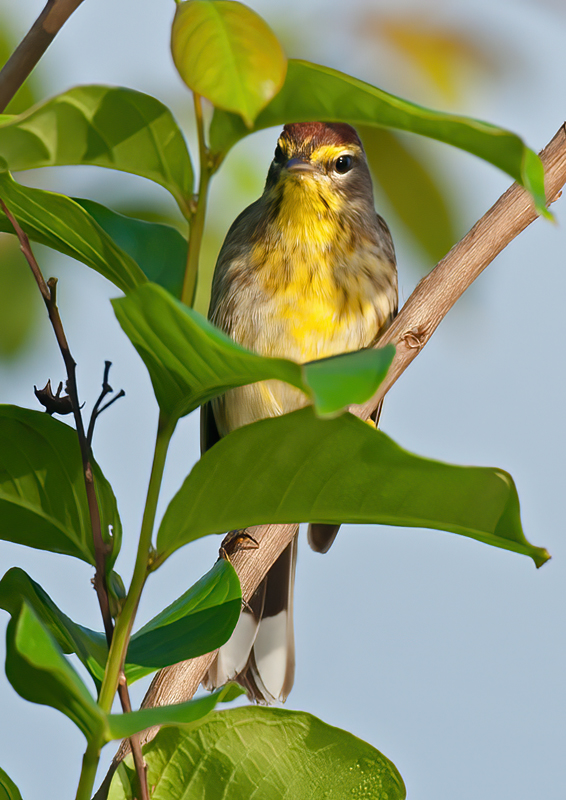 Palm_Warbler_11_FL_062
