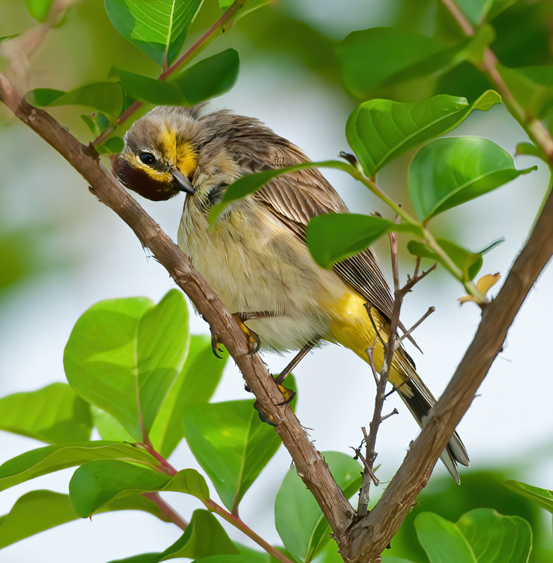Palm_Warbler_11_FL_067