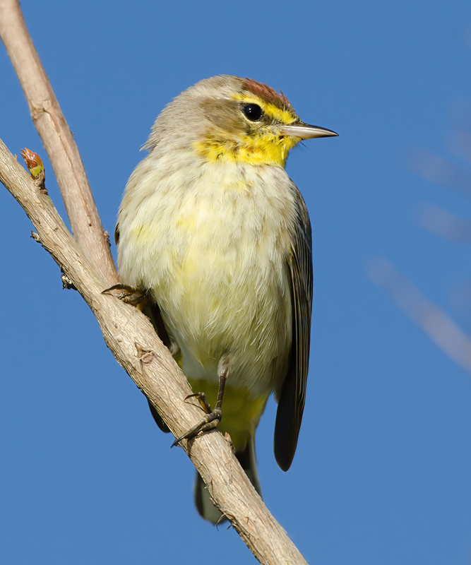 Palm_Warbler_12_FL_018