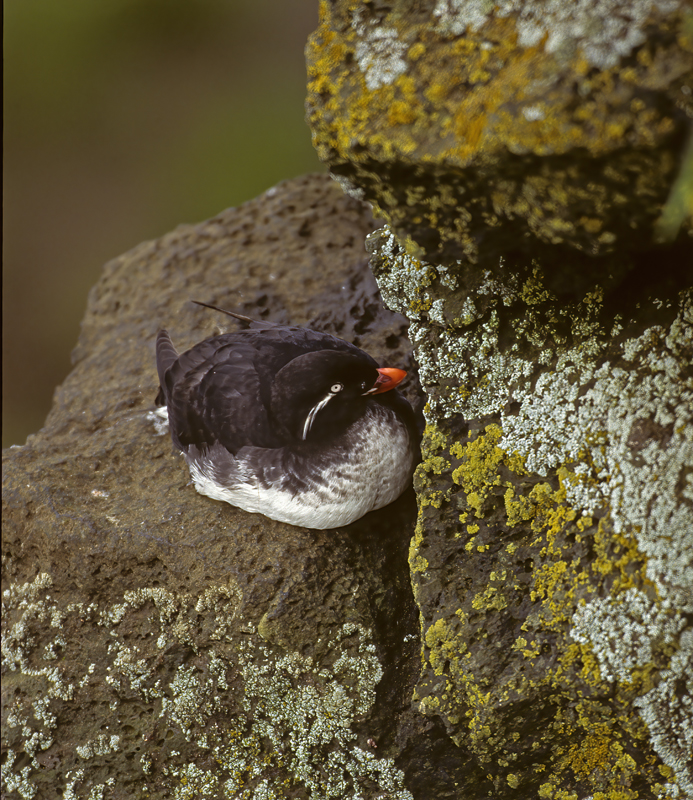 Parakeet_Auklet_98_AK_001
