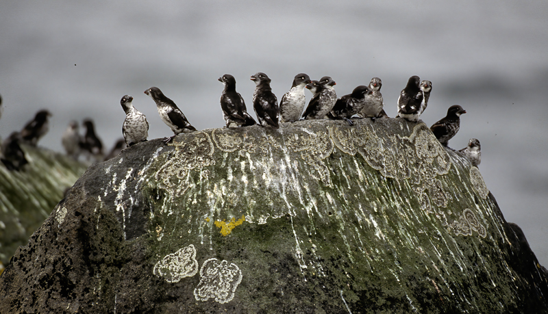 Parakeet_Auklet_98_AK_003