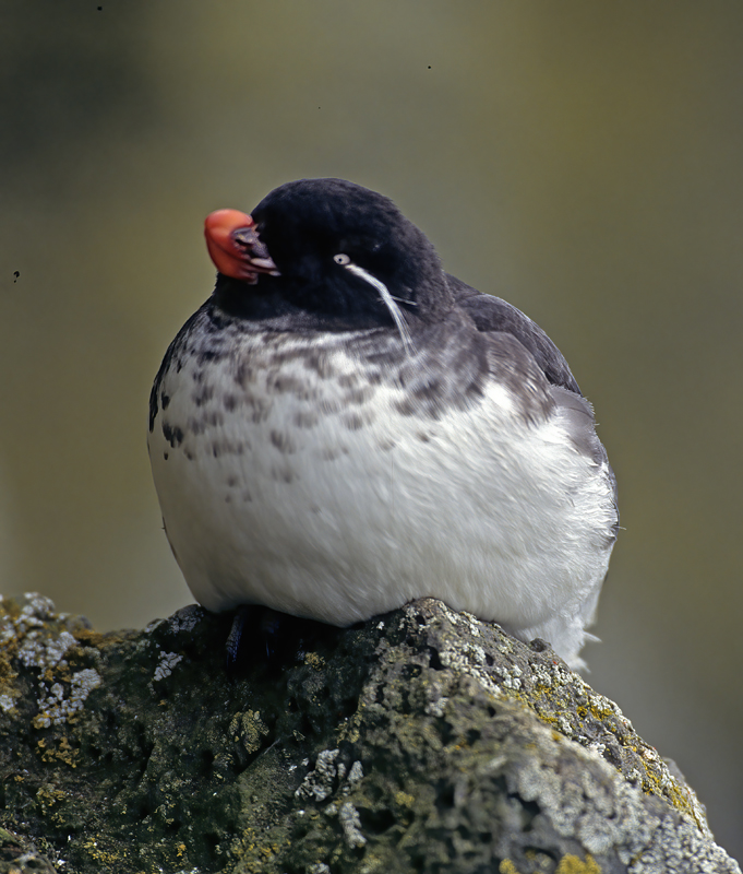 Parakeet_Auklet_98_AK_004