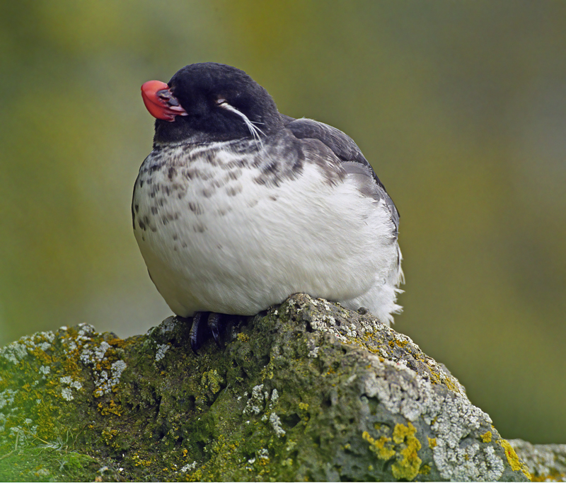 Parakeet_Auklet_98_AK_007