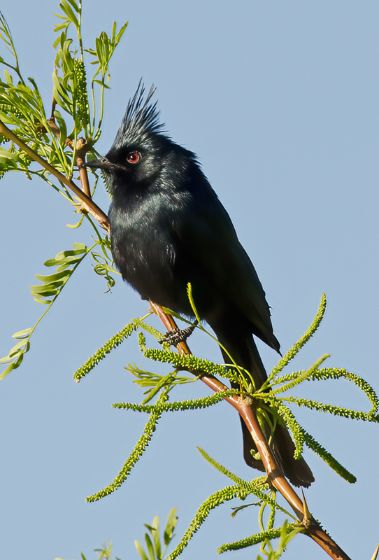 Phainopepla_13_CA_005