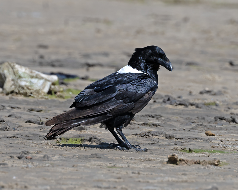 Pied_Crow_24_Madagascar_012