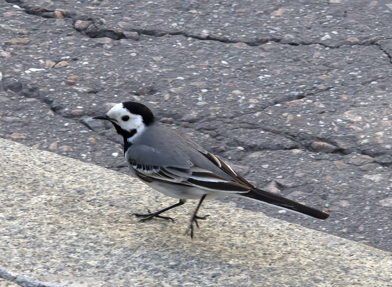 Pied_Wagtail_Russia_2017_002