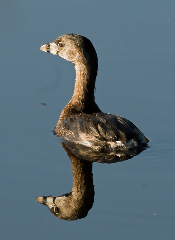 Pied_billed_Grebe_09_FL_001