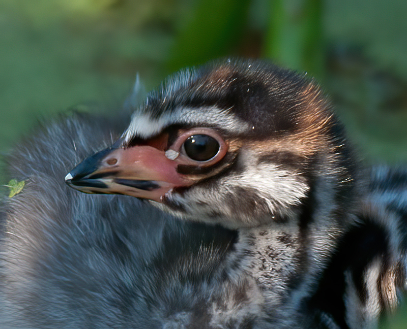 Pied_billed_Grebe_10_FL_044