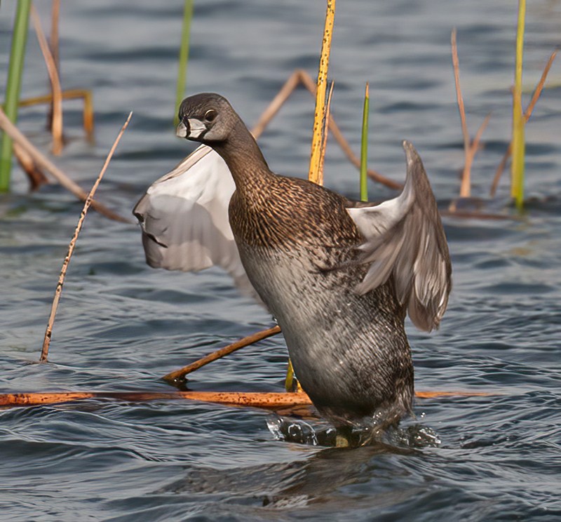 Pied_billed_Grebe_10_FL_088