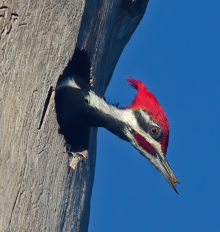 Pileated_Woodpecker_11_FL_011