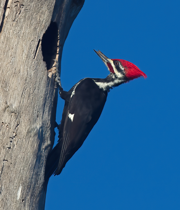 Pileated_Woodpecker_11_FL_014
