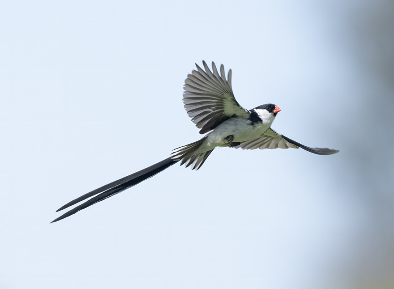Pin-tailed_Whydah_25_CA_C_007