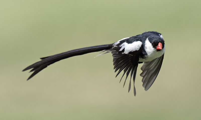 Pin-tailed_Whydah_25_CA_C_012