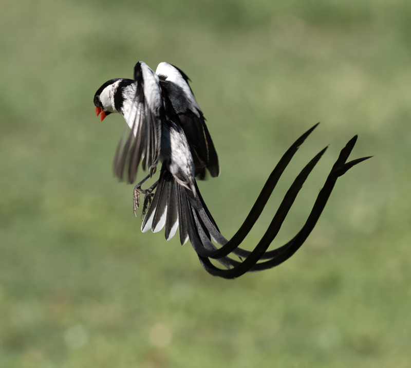 Pin-tailed_Whydah_25_CA_C_036a