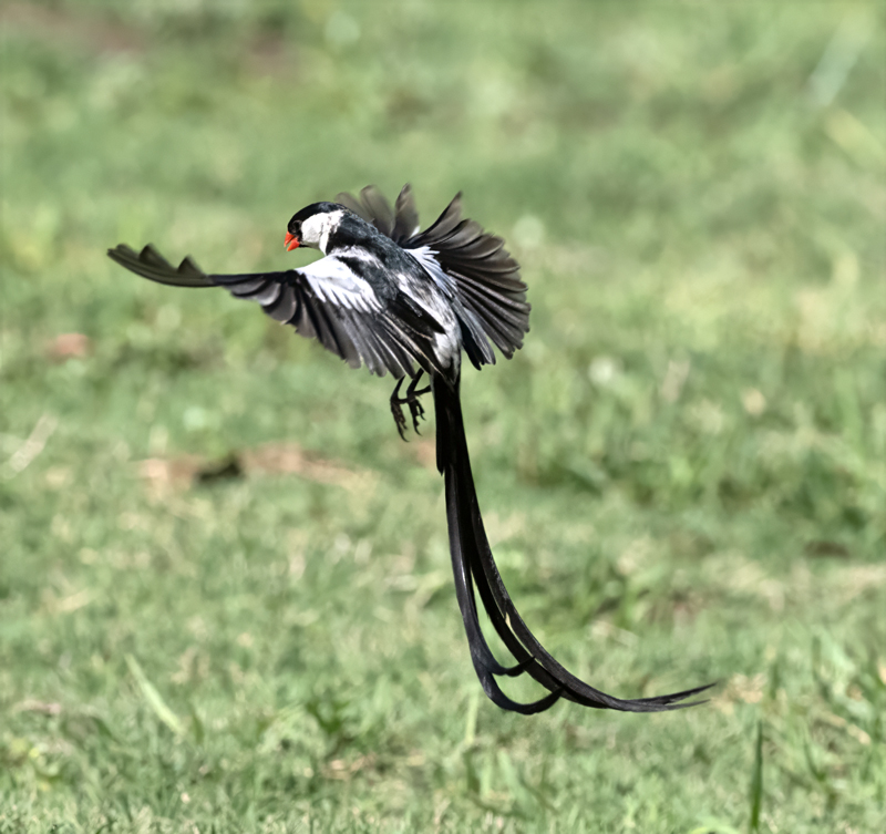 Pin-tailed_Whydah_25_CA_C_056