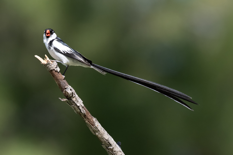 Pin-tailed_Whydah_25_CA_C_086