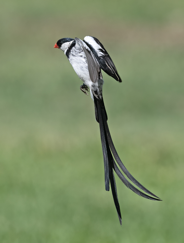 Pin-tailed_Whydah_25_CA_C_098