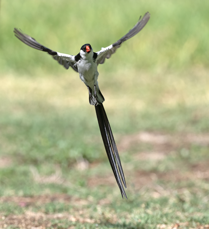 Pin-tailed_Whydah_25_CA_C_112