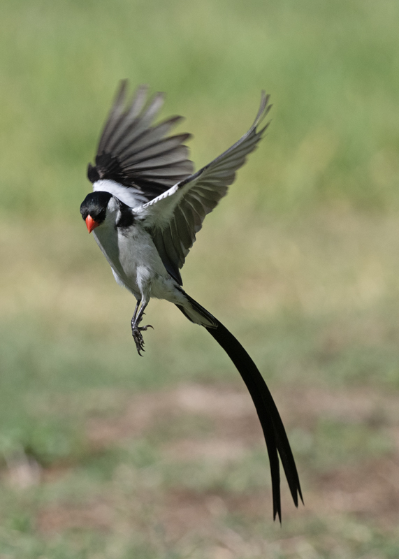 Pin-tailed_Whydah_25_CA_C_116