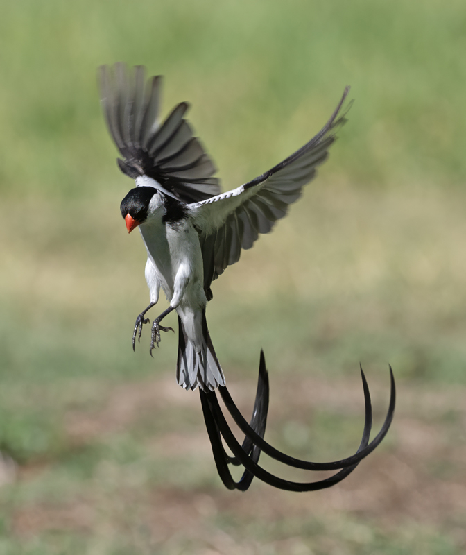 Pin-tailed_Whydah_25_CA_C_118