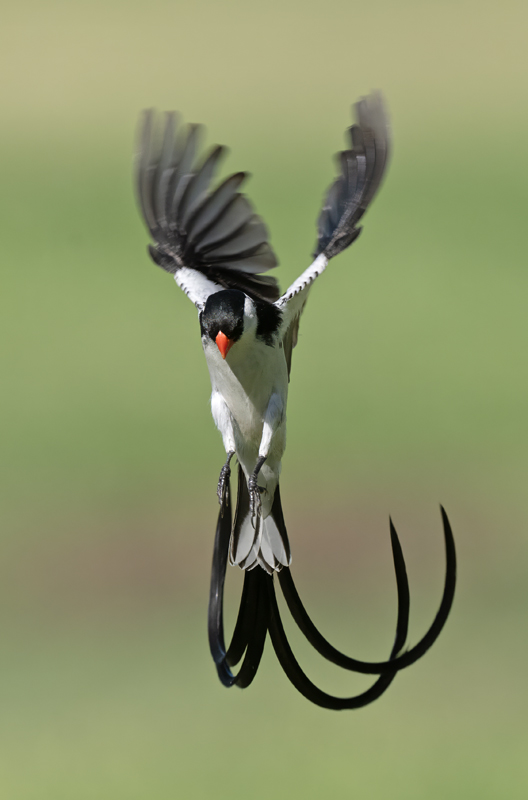 Pin-tailed_Whydah_25_CA_C_128