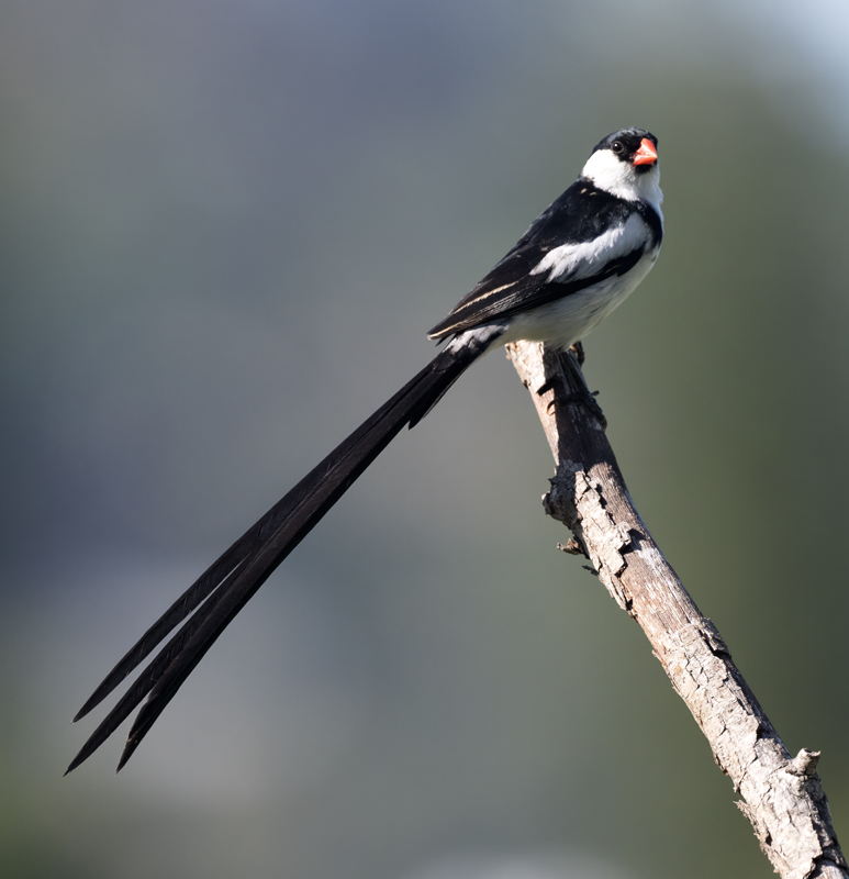 Pin-tailed_Whydah_25_CA_C_161
