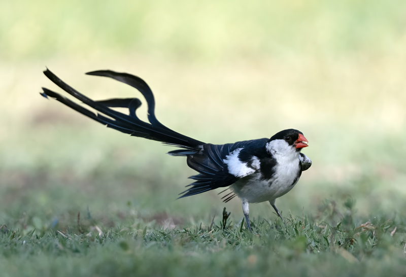 Pin-tailed_Whydah_25_CA_C_197