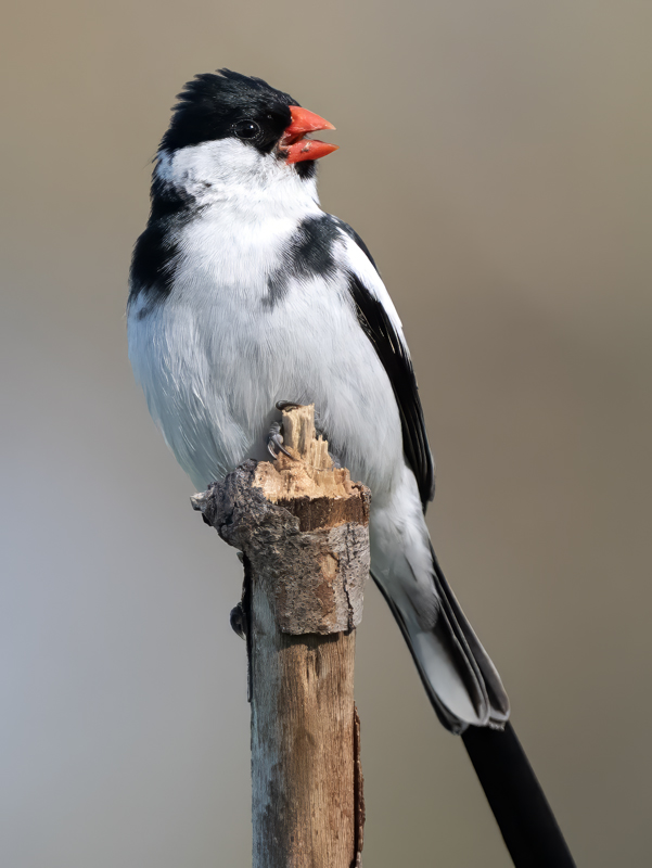 Pin-tailed_Whydah_25_CA_C_206