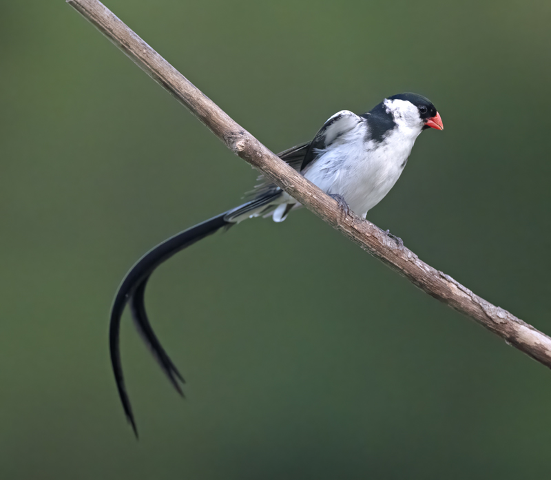 Pin-tailed_Whydah_25_CA_C_228