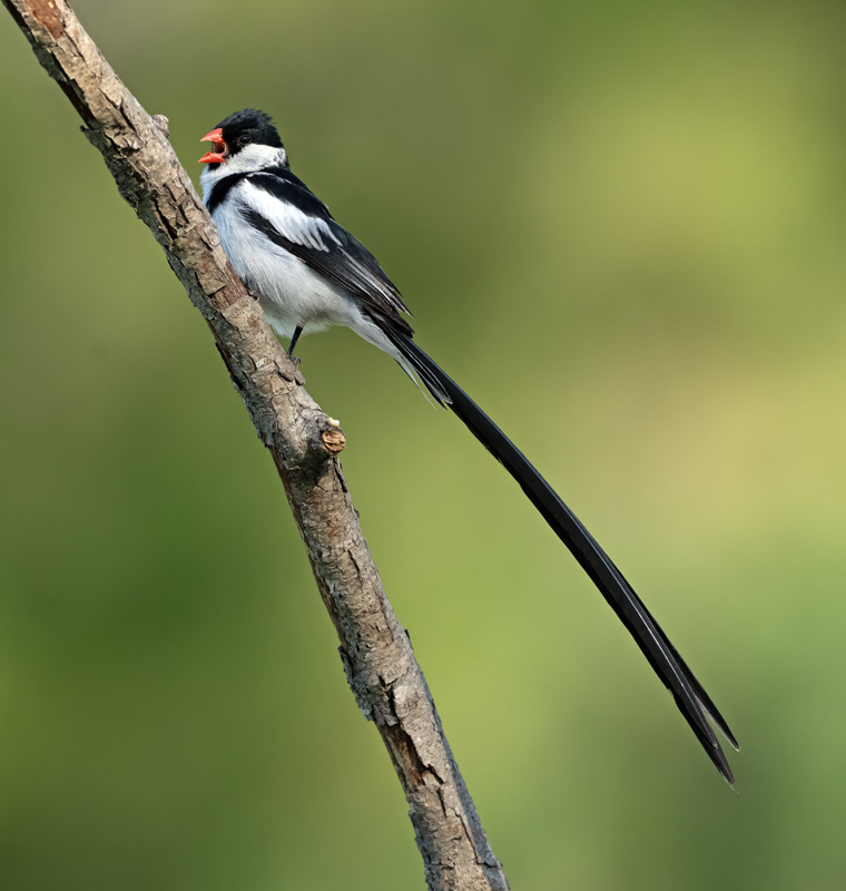Pin-tailed_Whydah_25_CA_L_520