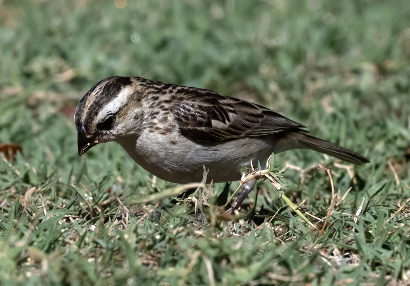Pin-tailed_Whydah_25_CA_L_540