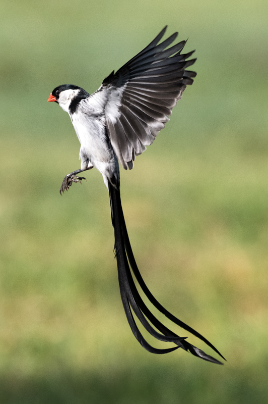 Pin-tailed_Whydah_25_CA_L_569